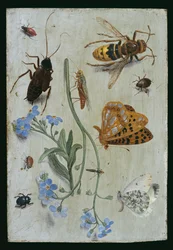 Insectes
